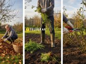 В осеннем саду есть много работы