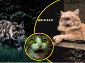 Кошки являются ночными хищниками