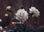 Кустовая роза чернеет неспроста