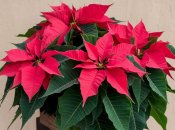 Пуансеттия украсит любой интерьер