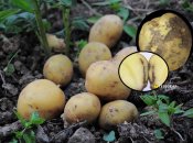 Черные пятна на картофеле - это антракноз