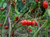 Уход за помидорами требует соблюдения ряда правил