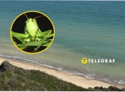 Сарана дісталася моря