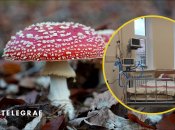 Отравление грибами