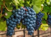 Виноград дасть чудовий урожай