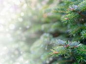 Живая елка - это не только красиво, но и хлопотно