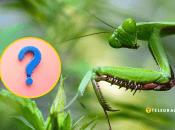 Богомол насмешил соцсети