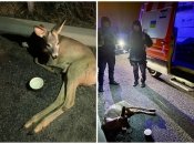 Збита козуля