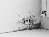 Плесень - частая проблема в доме