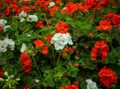 Цветущая герань