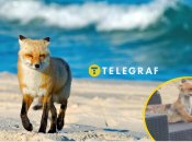 Зоолог розповів про лисицю, яку бачать на пляжі в Одесі