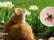 Членистоногие опасны для животных