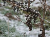 Виноград нужно готовить к зимовке