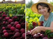 З посівом насіння буряків поспішати не варто