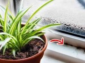 Эти растения устойчивые к влажности