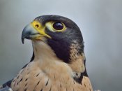 Львів вразив червонокнижний сапсан