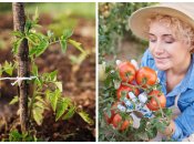 Як правильно підв’язувати помідори