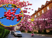 Сакура в Україні