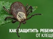 Клещи: ликбез для родителей, что делать при укусе клеща