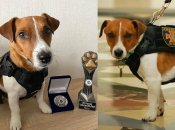 Пес Патрон - собака-розмінувальник