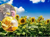 Подсолнечнику на юге в этом году нелегко