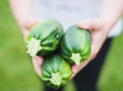 Подкормка кабачков в летний период