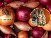 Цибуля потрібна для приготування багатьох страв