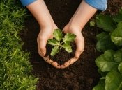 Что из овощей можно садить в июне