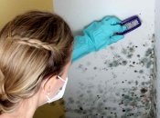 Від плісняви не залишиться сліду