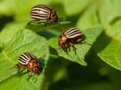 Как избавиться от колорадского жука