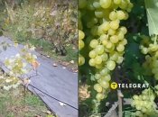 Агротканина у міжряддях виноградника: це просто і зручно