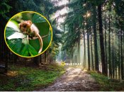 В одній з областей України побачили рідкісну ліщинову соню