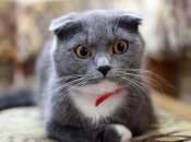 Наступний тиждень може принести сюрпризи для Овнів, Близнюків, Раків та Скорпіонів