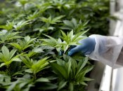 Легалізація коноплі в Україні