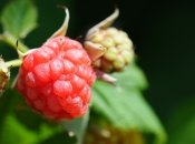 Мийте ягоди та фрукти правильно!