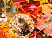 Осенняя погода