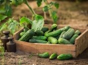 Ранние огурцы – мечта каждого хозяина