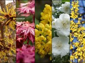 Які невибагливі кущі посадити, поки холодно