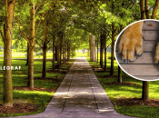 У Львові побачили небезпечних хижаків