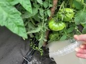 Использование подкормок помогает значительно улучшить качество урожая помидоров