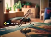 Мухам в жилище не место