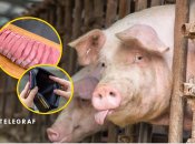 Свиньи на ферме