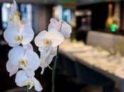 Орхидея требует особого ухода