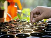 Не стоит помещать семена слишком глубоко в почву