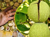 Молодые грецкие орехи окрашивают кожу рук
