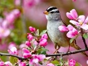 Середина травня в Україні буде теплою