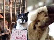 Якщо є можливість врятувати життя тварини, потрібно це робити, впевнені зооволонтери