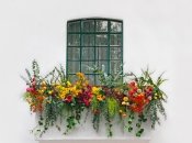 Украсить свой балкон этой зимой можно этими цветами