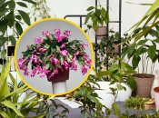 Рождественник не любит слишком много влаги