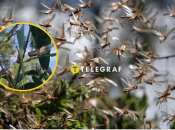 Сарана завдає великої шкоди врожаю